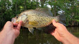 Easy Crappie Fishing Tricks to Catch More Fish