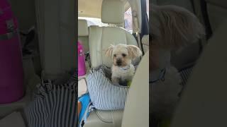 Recovery Mode: Milo’s Post-Surgery Journey Begins   ️ #surgerysuccess #surgeryrecovery #furbaby