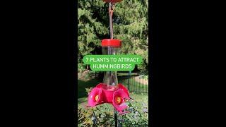 7 Plants to Attract Hummingbirds #shorts