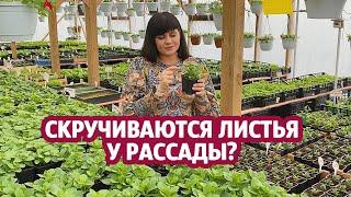 СКРУЧИВАЮТСЯ ЛИСТЬЯ У РАССАДЫ?