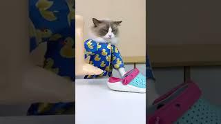 Cute Pets ‍ #shorts #tiktok #viral #itspets #pets(1)