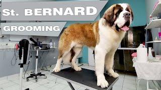 This dog is HUGE - Saint Bernard Dog Grooming -  (4 hours in 8 min. video)