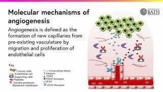 Angiogenesis