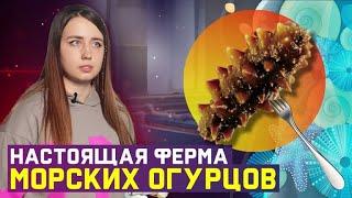 Как выращивают морские огурцы на острове Русский. Дальний Восток. Часть 4