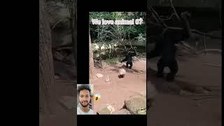 hedgehog_attack#_chimpanzee_ #trending #youtubeshorts #shorts #short #viral #funny #monkey #viral