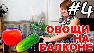 Выращиваем овощи огурцы и помидоры на балконе  Эксперимент - #4