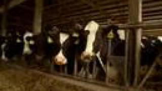 Career Profiles in Veterinary Medicine:  Bovine Practitioner