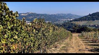 Ein Weinberg in Italien - Un vigneto in Italia