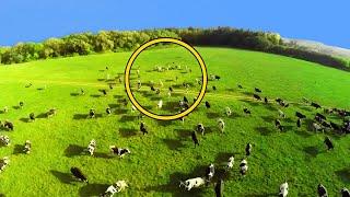 Farmers Drone Flew Over Herd Of Cows & Captured Horrible Detail, Looking Closer He Starts Crying