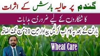 What Effect Recent Rains on Wheat Crop|What Reason of wheat Lodgging and Its precautions| UseofPotas