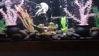 Customized wall Mount Aquarium