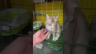 #catlovers #kucinglucu