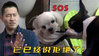 心機梗犬有兩幅嘴臉，背地裡偷偷欺負12歲老狗，結果慘遭訓犬師制裁