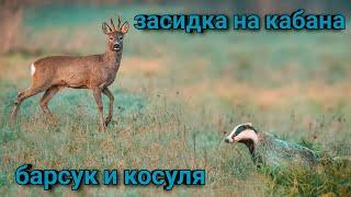 Засидка на кабана,  барсук и косуля