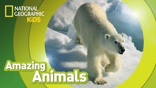 Polar Bear | Amazing Animals