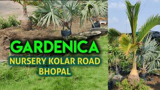 Gardenica Nursery Kolar Road Bhopal🪴 #bhopal #gardeningvideos #gardenica #plantnursery #gardening