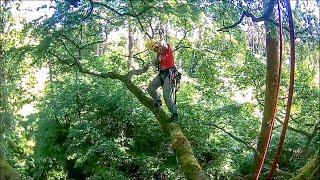 Tree climbing - learning branch walking with Petzl ZigZag or DMM Hitch Climber Pulley