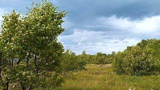 Nature sound of wind blowing in the trees on a cloudy day