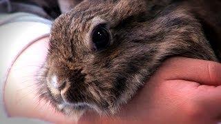 Japanese Rabbit Cafe