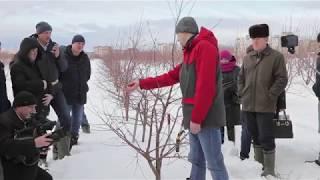 Обрезка вишни и черешни 2019 (мастер-класс).