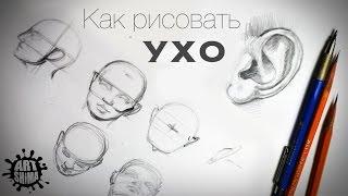 Как нарисовать Ухо? Основы рисования Портрета Карандашом