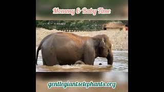 Baby Elephant Rescued    Thank you GG Family 