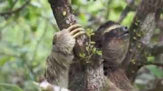 Pygmy Sloths of Escudo Island