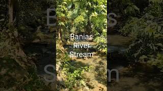 Banias River Stream