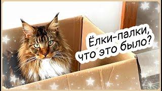 Кот Арчи увидел ЭТО и сильно удивился.