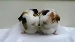 Ням, ням , ням