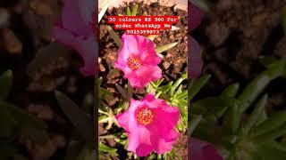 #portulaca #Cinderella #Jimbo #pattirose #pathumanipoo #sales #video #shorts
