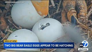 Big Bear bald eagles: Two of Jackie and Shadow's eagle eggs appear to be hatching