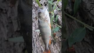 Fishing #fishing  #carpfishing #fish #bassfishing #carp