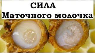 Что будет если есть Маточное молочко каждый день. Научные данные.