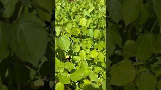 #youtubeshorts#gongura#growingherbs#harvest#america#backyard