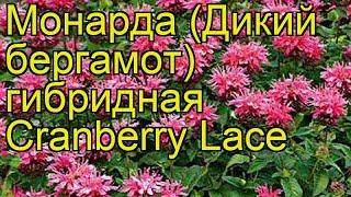 Монарда гибридная Cранберри Лэйc. Краткий обзор, описание характеристик monarda Cranberry Lace