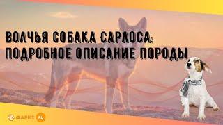 Волчья собака Сарлоса: подробное описание породы