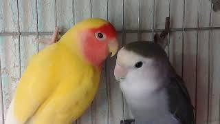 Love birds Sounds