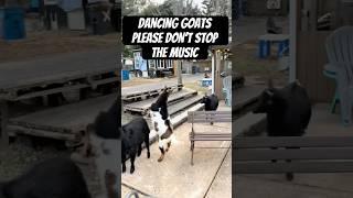 Dancing Goats Please Don’t Stop The Music #goats #shorts #pets #animals