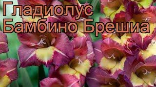 Гладиолус бамбино Брешиа (gladiolus)  гладиолус Брешиа обзор: как сажать рассада гладиолуса Брешиа