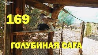 Нетрадиционное спаривание у голубей - Голубиная сага - Серия 169 (Columba)