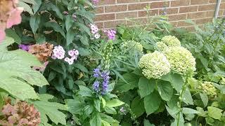 Blue Lobelia - Add some late season color to your garden with this attractive native perennial