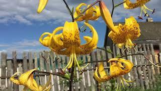 Лилия Лейхтлина  (Lilium leichtlinii)