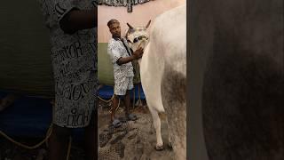 BEAUTIFUL COW OF RICKY BHAI & SHABBIR BHAI TOPSIA #trending