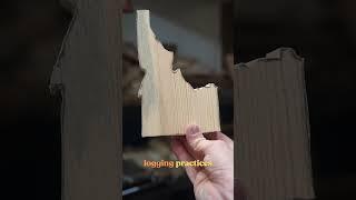 Making Idaho out of Western White Pine #shorts #trees #wood