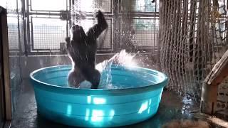 Breakdancing Gorilla Enjoys Pool Behind-the-Scenes