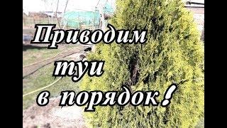 Обрезка туи весной  . Как обрезать? Что надо сделать?