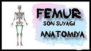 Son suyagi | Femur | Anatomiya