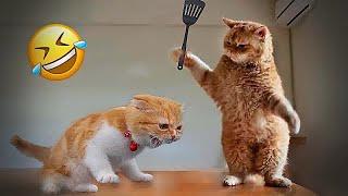 Funniest Cats and Dogs Videos  Funny Cats Moments ️