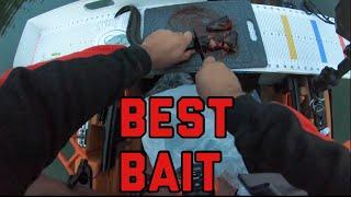 BEST Catfish BAIT | How MANY FISH can One Bait CATCH?